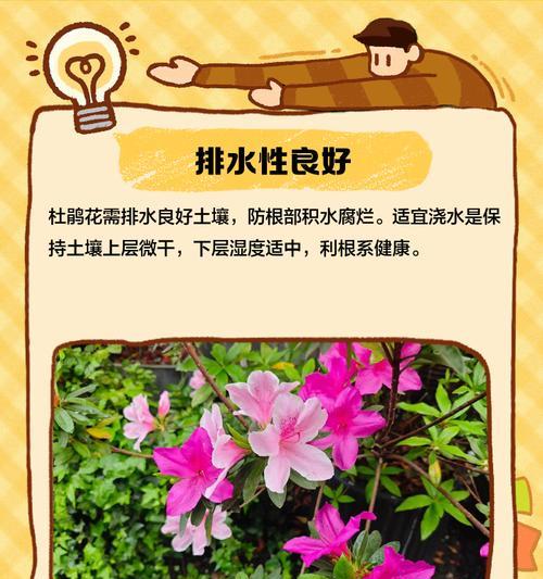 杜鹃花培育的关键步骤是什么？如何成功培育杜鹃花？