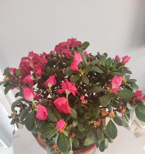 杜鹃花培育的关键步骤是什么？如何成功培育杜鹃花？