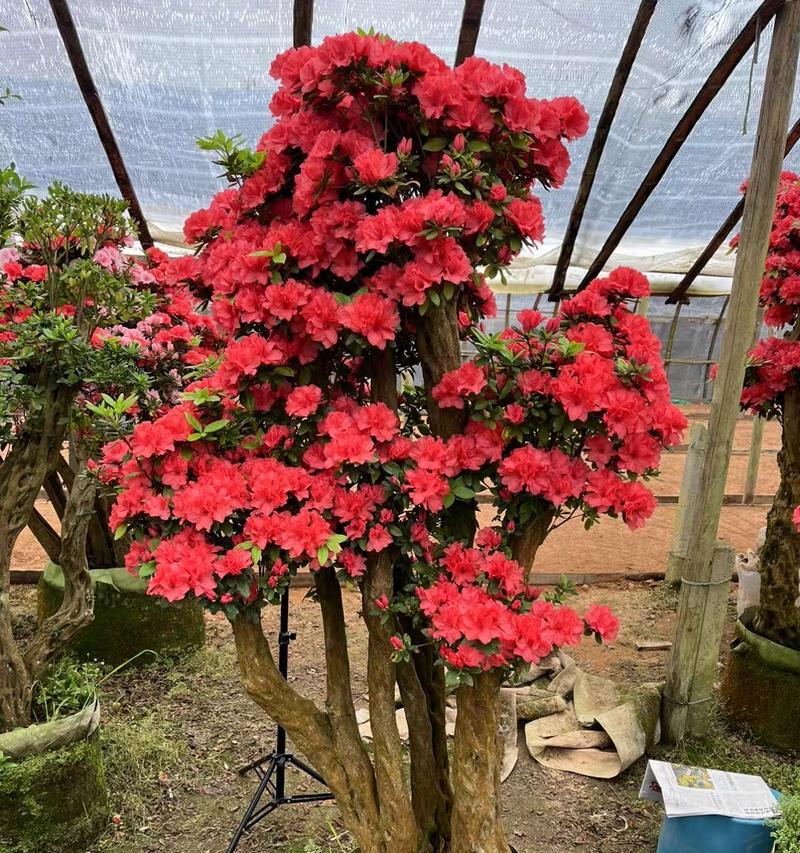 杜鹃花培育的关键步骤是什么？如何成功培育杜鹃花？