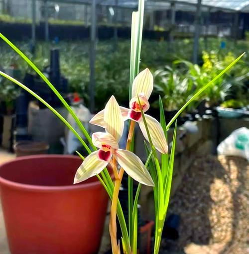 春季兰花施肥方法是什么？如何给兰花正确施肥？