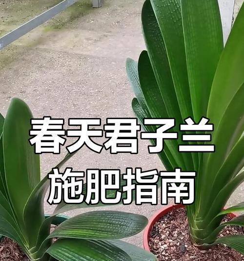 春季兰花施肥方法是什么？如何给兰花正确施肥？