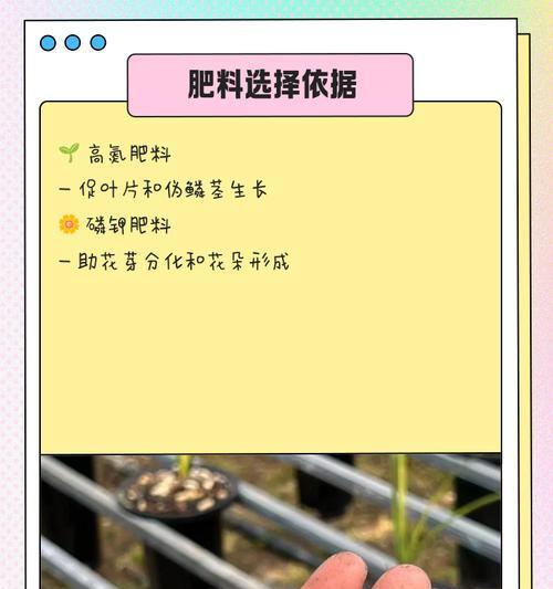 春季兰花施肥方法是什么？如何给兰花正确施肥？