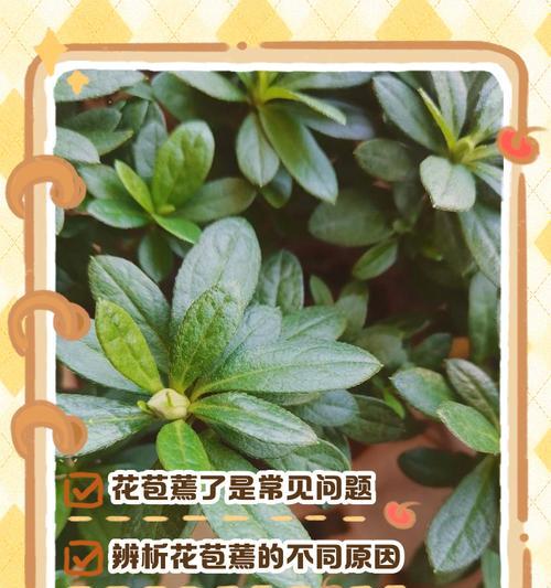 杜鹃花萎蔫的原因及复苏方法是什么？