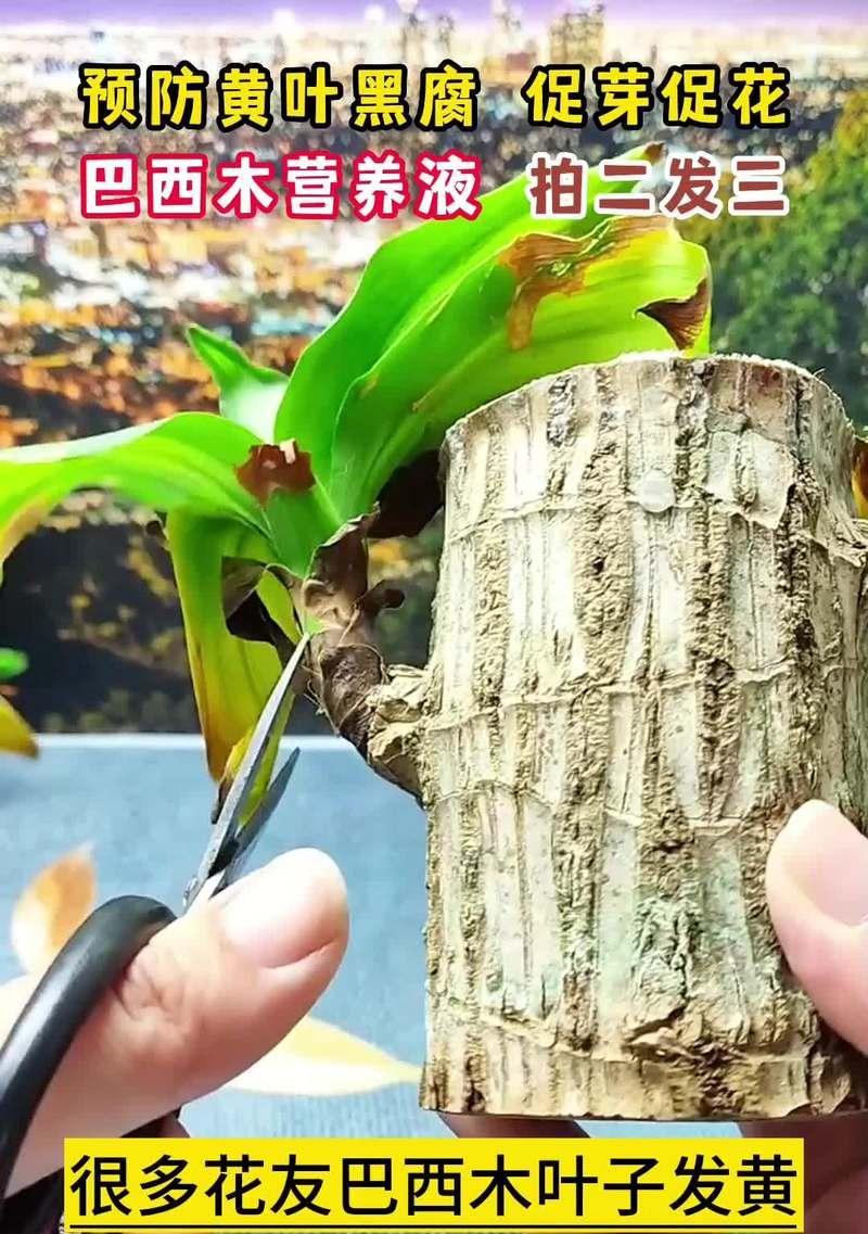 巴西木叶子发黄了怎么办？可能的原因及解决方法是什么？