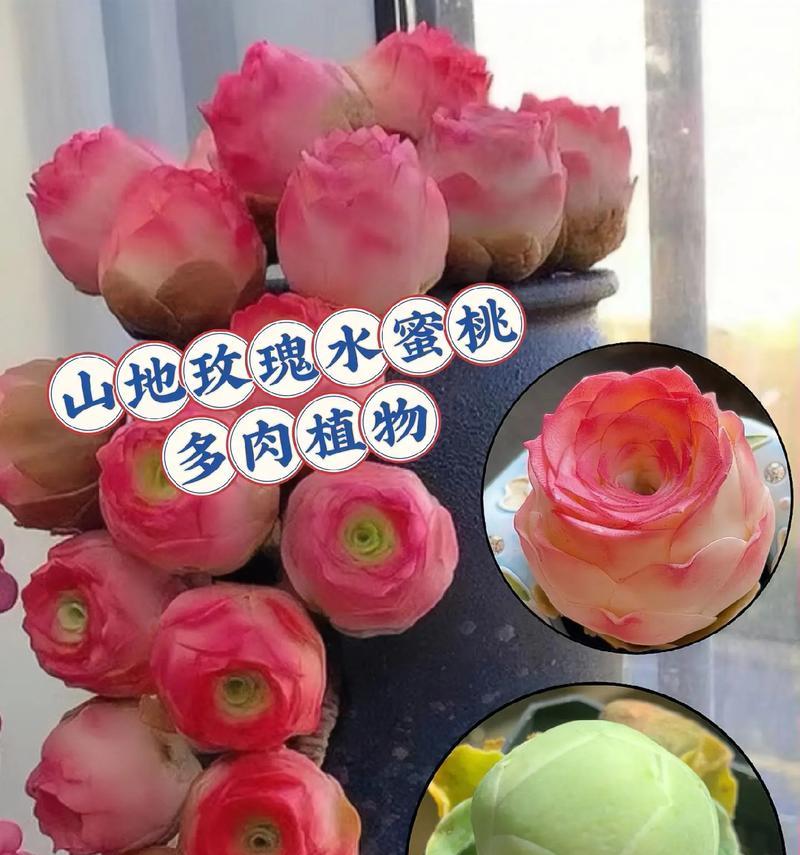 山地玫瑰的养殖方法是什么？山地玫瑰如何照料？