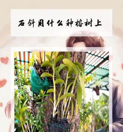 榕树盆景施肥的最佳选择是什么？施肥时应注意什么？