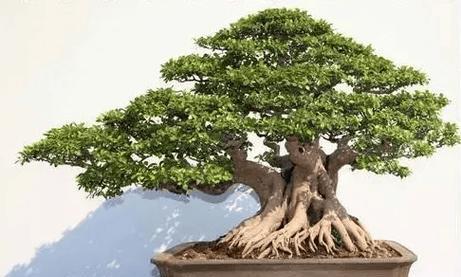 榕树盆景施肥的最佳选择是什么？施肥时应注意什么？