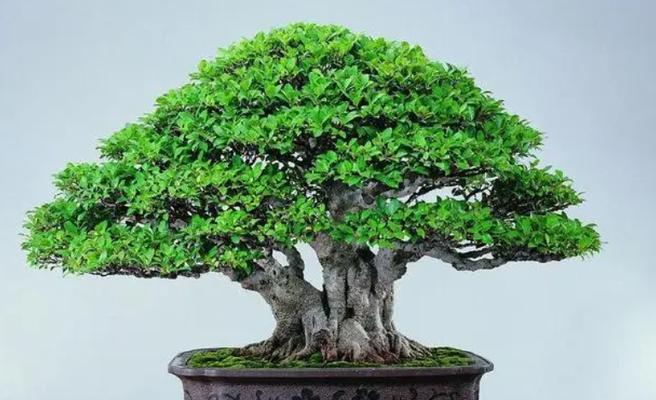 榕树盆景施肥的最佳选择是什么？施肥时应注意什么？