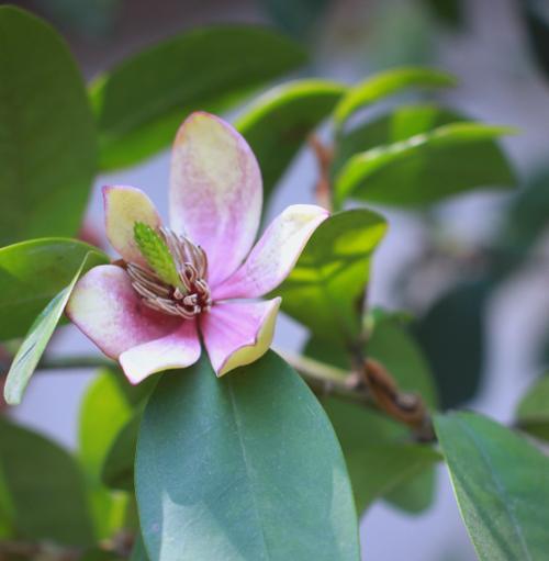 含笑花叶子发黄的原因及解决办法是什么？