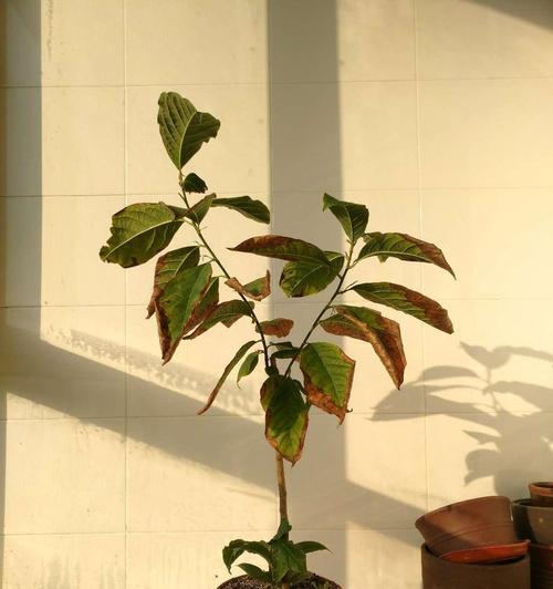 含笑花叶子发黄的原因及解决办法是什么？