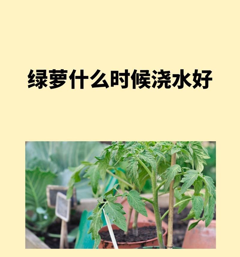 绿萝的浇水技巧是什么？怎样避免根部腐烂？