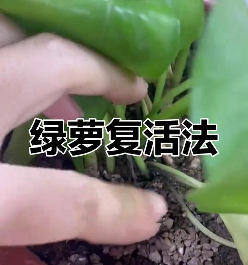 绿萝的浇水技巧是什么？怎样避免根部腐烂？