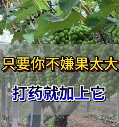 葡萄留果的技巧有哪些？