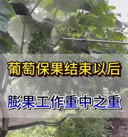 葡萄留果的技巧有哪些？