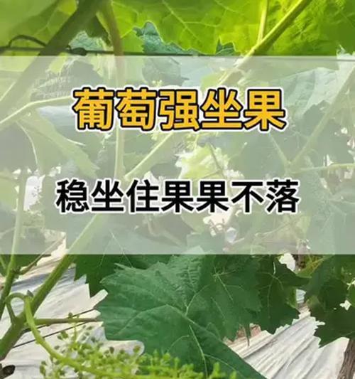 葡萄留果的技巧有哪些？