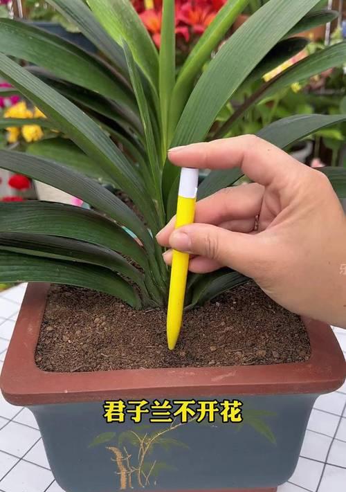 君子兰为什么不长？如何解决君子兰生长缓慢问题？
