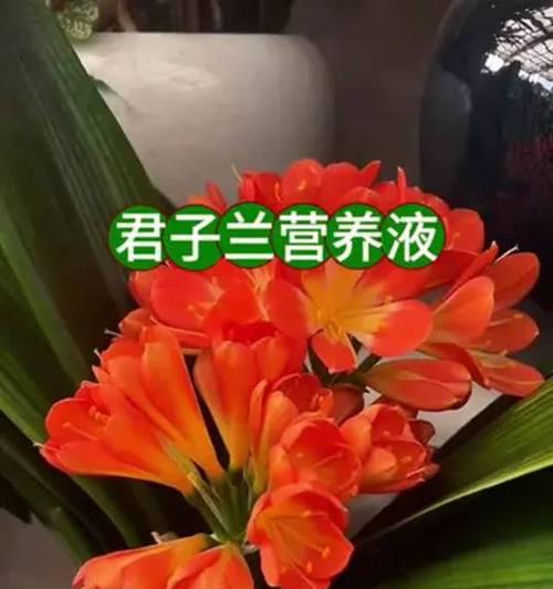君子兰为什么不长？如何解决君子兰生长缓慢问题？