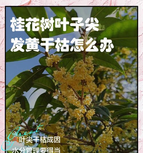 桂花树的养护要点有哪些？