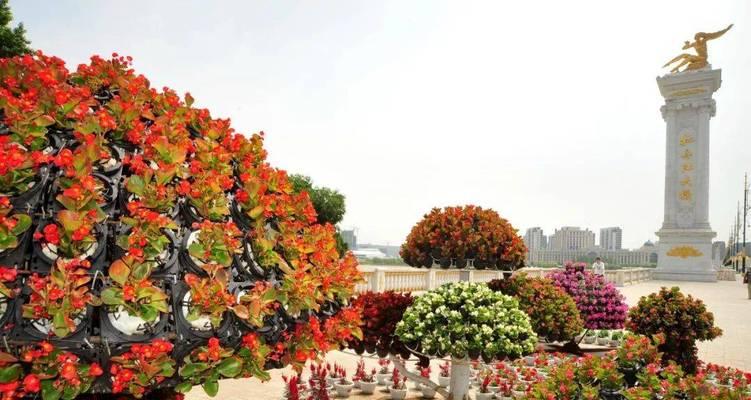 草花品种大全包括哪些？如何进行搭配种植？