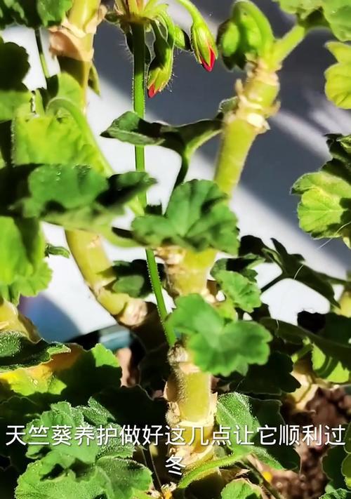 长寿花浇水的正确频率和量是多少？