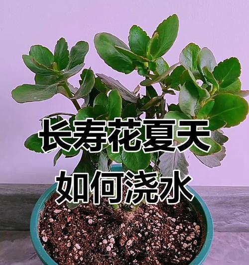 长寿花浇水的正确频率和量是多少？